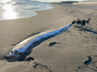 湘南の砂浜に打ち上げられたリュウグウノツカイ