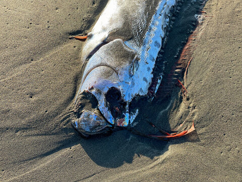 湘南の砂浜に打ち上げられたリュウグウノツカイ
