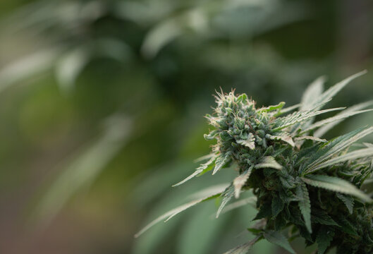 cannabis bud, marihuana plants, An up close view of a young indoor flowering legal medical marijuana cannabis bud.