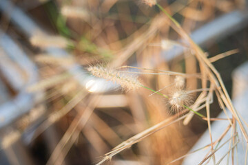 Grass flower in the field, soft focus and shallow depth of field.