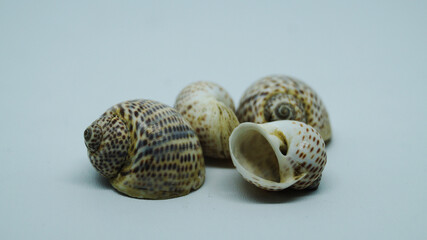 Nautica Tigrina Shells (tiger moon) are carnivorous, spending most of their lives digging thru sand, searching for clams and smaller snails. 
