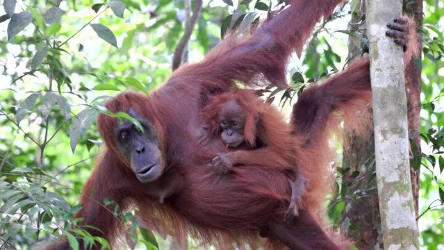 an orangutan, with her baby on her side, forage in the rainforest of gunung leuser national park on sumatra, indonesia