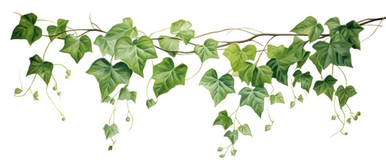 Obraz premium PNG Hanging plant leaf vine. AI generated Image by rawpixel.