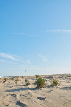 beach