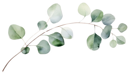 Obraz premium PNG Eucalyptus branch plant leaf tree.