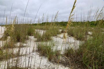 Natural Sand dune with sea oat grass