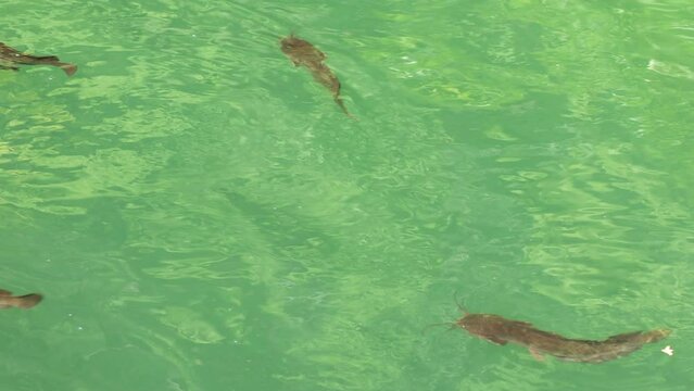 Group of Catfish in the large freshwater lake in Dayang Bunting Marble Geoforest Park in Langkawi, Malaysia.