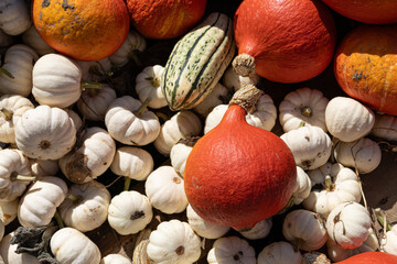 Mix of pumpkins of different sizes and colors. Background
