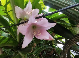 Gift for Mom. Two elegant flowers to give on this day.,Regalo para mama.  Dos elegantes flores ...