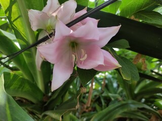 Gift for Mom. Two elegant flowers to give on this day.,Regalo para mama.  Dos elegantes flores ...