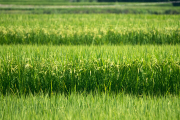 View of the rice field - obrazy, fototapety, plakaty