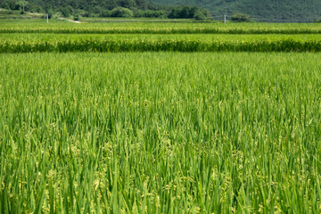 View of the rice field