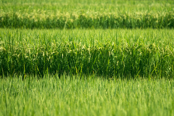 View of the rice field