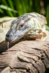 The lace monitor, also known as the tree goanna, is a member of the monitor lizard family native to eastern Australia. A large lizard, it can reach 2 metres in total length and 14 kilograms in weight.