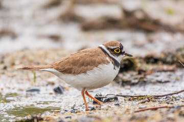 Little ringed plover (Charadrius dubius), bird standing on the lake shore