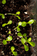 young plants in the soil
