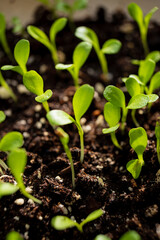 young plants in the soil
