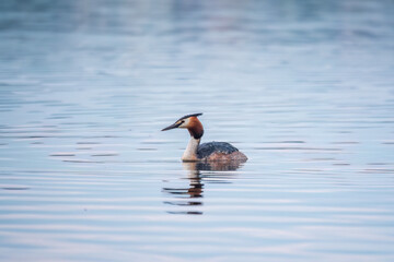 The waterfowl bird Great Crested Grebe swimming in the calm lake