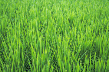 画面いっぱいに水滴が光る夏のイネ（Oryza sativa）