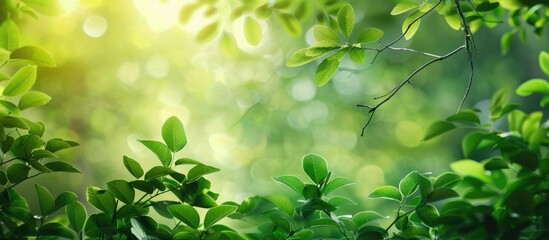 Fototapeta premium Background of spring with green foliage