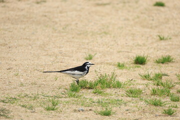 地面を歩く夏羽のハクセキレイのオス