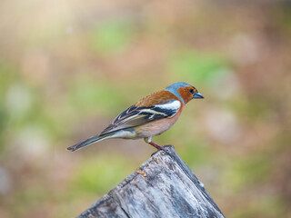 Common chaffinch, Fringilla coelebs, sits on a tree. Common chaffinch in wildlife.