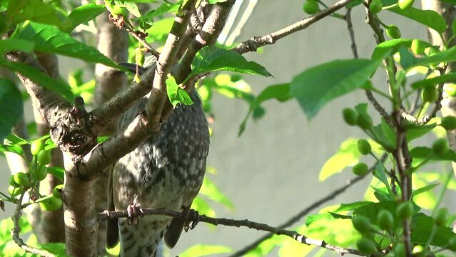 新緑が美しい桜桃の木の枝の上を移動して牛脂を食べて飛び立つヒヨドリ  4K