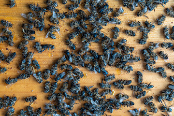 Many dead bees in the hive, closeup. Colony collapse disorder. Starvation, pesticide exposure, pests and disease - 787811044