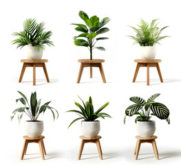 Set of indoor plants in pots on wooden stools, cut out