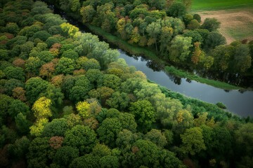 Aerial view of the river in the green forest,  View from above