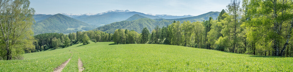 Spring green of forests and meadows, rural road, a sunny day	