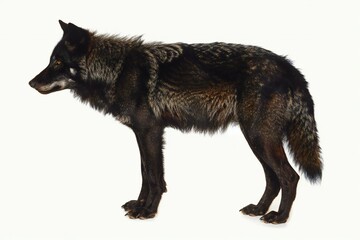 Black wolf isolated on white background, side view,   illustration
