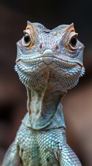 Fototapeta premium Close Up Portrait of a Lizard