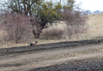 dog walking in nature in early spring during the awakening of nature