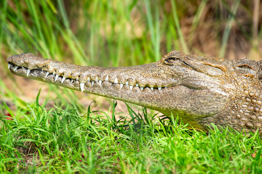 The freshwater crocodile, also known as the Australian freshwater crocodile, Johnstone's crocodile or the freshie, is a species of crocodile endemic to the northern regions of Australia.
