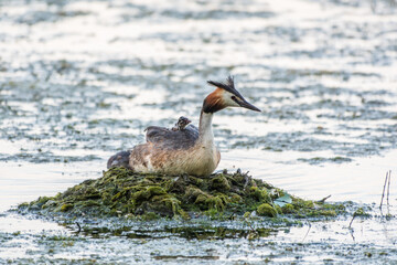 Great Crested Grebe, Podiceps cristatus, water bird sitting on the nest, nesting time on the green lake