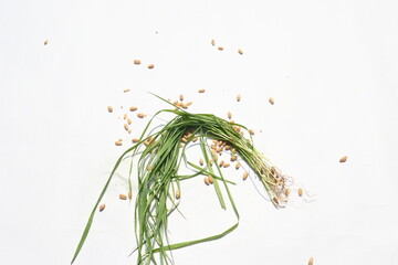 Wheatgrass on white background. This is wheatgrass from which juice is prepared. This juice is good for health. Green leaves of young wheat grass.
