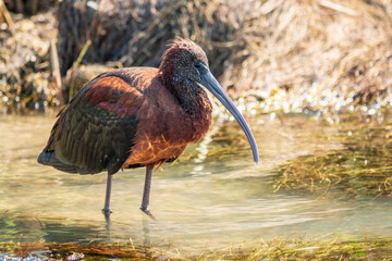 The glossy ibis, latin name Plegadis falcinellus, searching for food in the shallow lagoon.