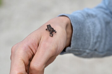 kleiner schwarzer Babyfrosch Anomaloglossinae, Frosch sitzt auf der Hand einer Frau