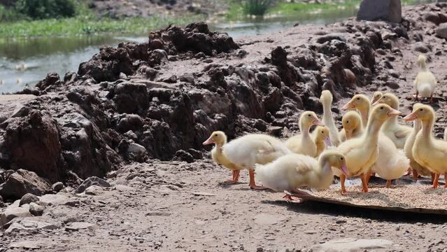 Ducklings Marching by the Riverside