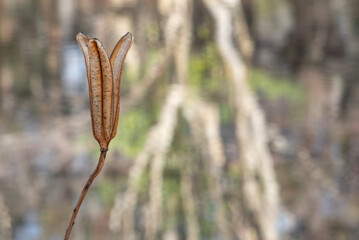 冬の公園の池の畔にきれいな形の枯れたタカサゴユリ