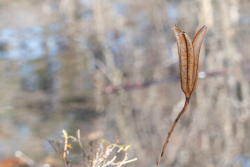 冬の公園の池の畔にきれいな形の枯れたタカサゴユリ