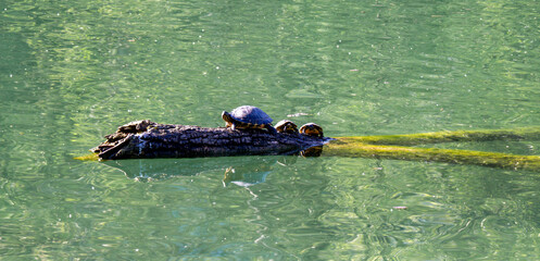 Group of turtles on a log of wood in the water
