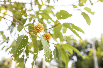 Kratom's flower trees with leaves branches on white background ,Mitragyna Speciosa