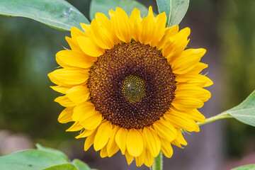 Close-up on the head of sunflower blooming, textures of stamens