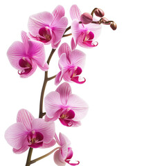 Beautiful orchid flower isolated on white background