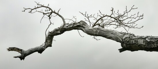 tree limb separated