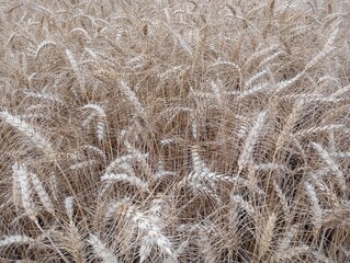 brown wheat stalks in a field