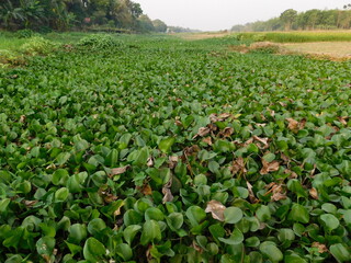 common water hyacinth growth fertile on swamp