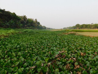 common water hyacinth growth fertile on swamp
